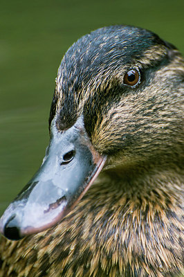 BUITEN BEELD Foto: 394888