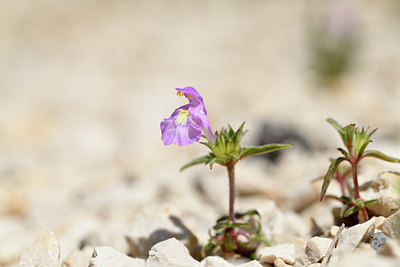 BUITEN BEELD Foto: 394897