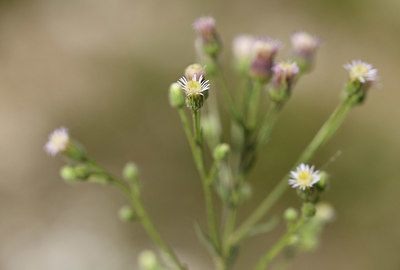 BUITEN BEELD Foto: 394902