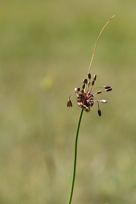 BUITEN BEELD Foto: 394904