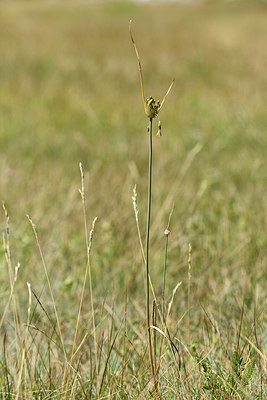 BUITEN BEELD Foto: 394905