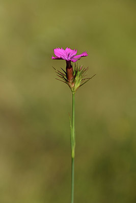 BUITEN BEELD Foto: 394908