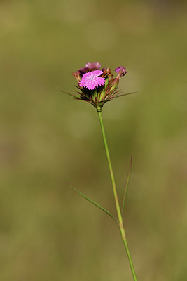 BUITEN BEELD Foto: 394909