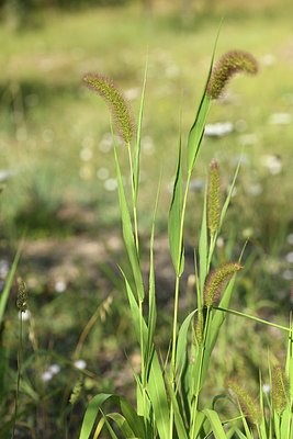 BUITEN BEELD Foto: 394911