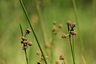 BUITEN BEELD Foto: 394916