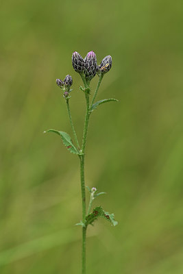 BUITEN BEELD Foto: 394938