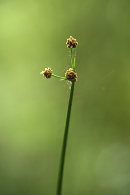 BUITEN BEELD Foto: 394947