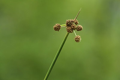 BUITEN BEELD Foto: 394952