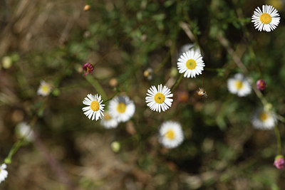BUITEN BEELD Foto: 394967