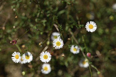 BUITEN BEELD Foto: 394968