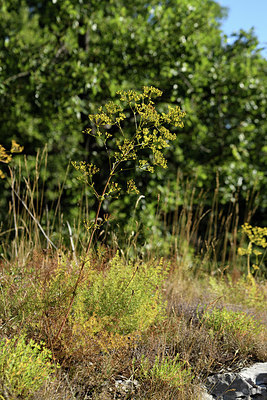 BUITEN BEELD Foto: 394976