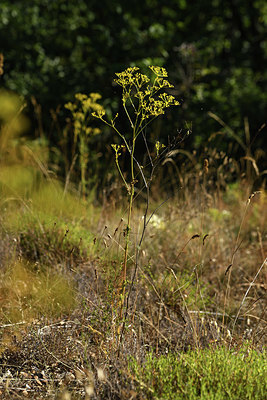 BUITEN BEELD Foto: 394977