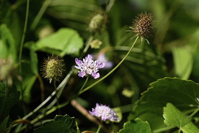 BUITEN BEELD Foto: 394978
