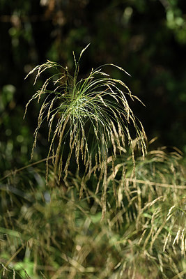BUITEN BEELD Foto: 394982