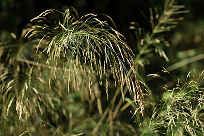BUITEN BEELD Foto: 394983