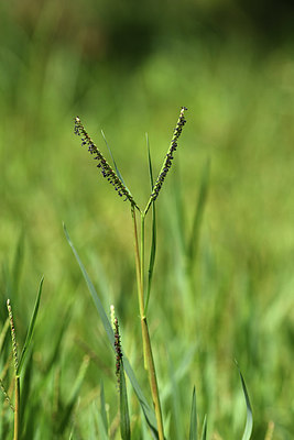 BUITEN BEELD Foto: 394989
