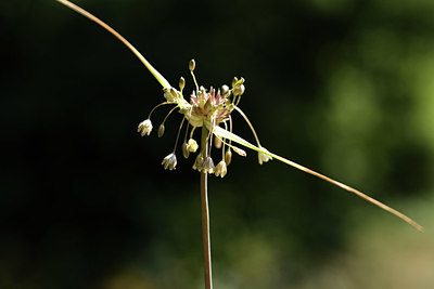 BUITEN BEELD Foto: 394991