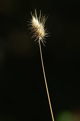 BUITEN BEELD Foto: 395000