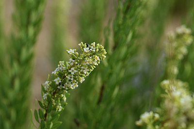 BUITEN BEELD Foto: 395012