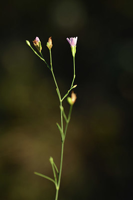 BUITEN BEELD Foto: 395023