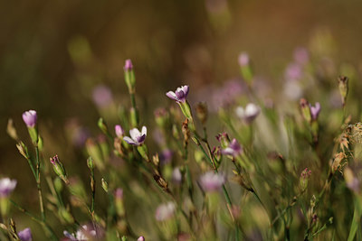BUITEN BEELD Foto: 395027