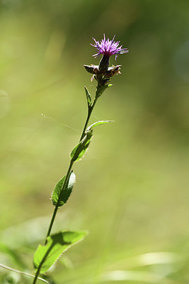 BUITEN BEELD Foto: 395031