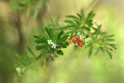 BUITEN BEELD Foto: 395044