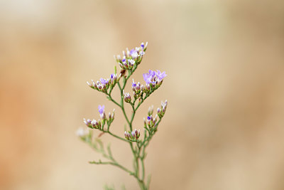 BUITEN BEELD Foto: 395053