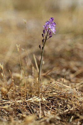 BUITEN BEELD Foto: 395059