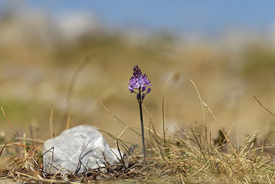 BUITEN BEELD Foto: 395062