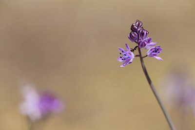 BUITEN BEELD Foto: 395064