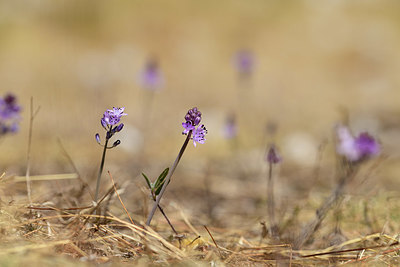 BUITEN BEELD Foto: 395065