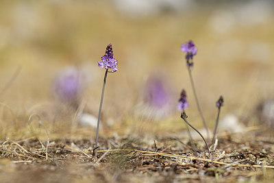 BUITEN BEELD Foto: 395066