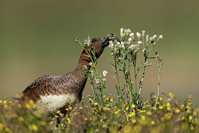 BUITEN BEELD Foto: 395111