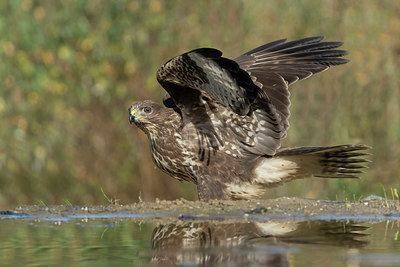 BUITEN BEELD Foto: 395137