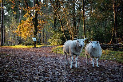 BUITEN BEELD Foto: 395407