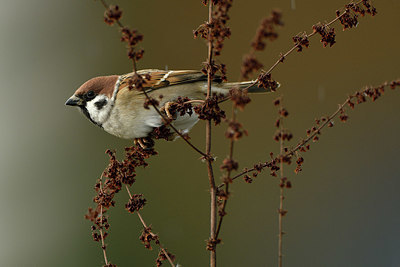 BUITEN BEELD Foto: 395416