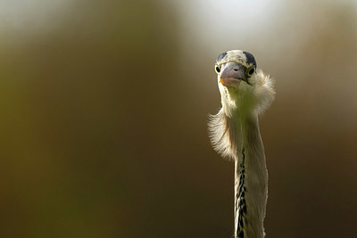 BUITEN BEELD Foto: 395633