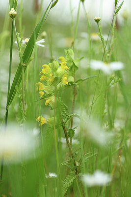 BUITEN BEELD Foto: 395654