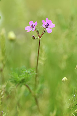 BUITEN BEELD Foto: 395655