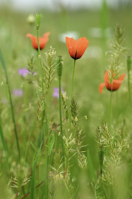 BUITEN BEELD Foto: 395656