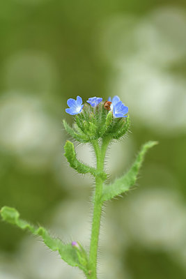 BUITEN BEELD Foto: 395664