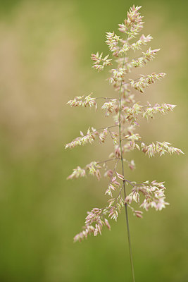 BUITEN BEELD Foto: 395670