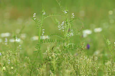 BUITEN BEELD Foto: 395677