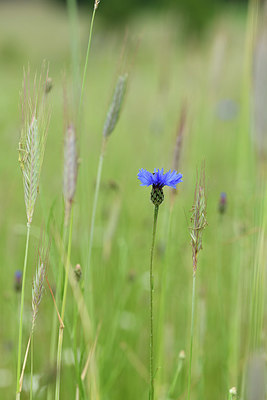 BUITEN BEELD Foto: 395678