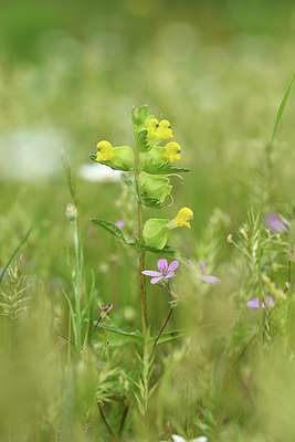 BUITEN BEELD Foto: 395679