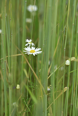 BUITEN BEELD Foto: 395686