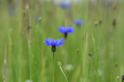 BUITEN BEELD Foto: 395694