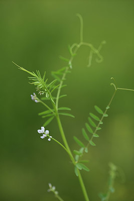 BUITEN BEELD Foto: 395701