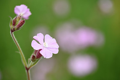 BUITEN BEELD Foto: 395707